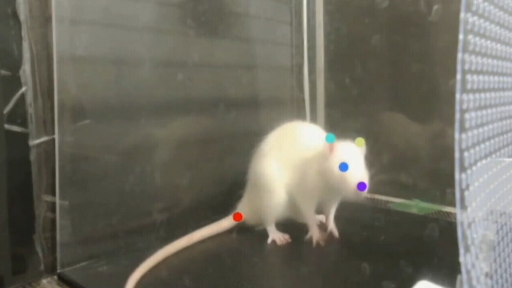 עכבר שומע מוזיקה קלאסית