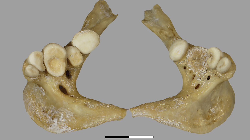 שלד של קרפיון שלד של קרפיון