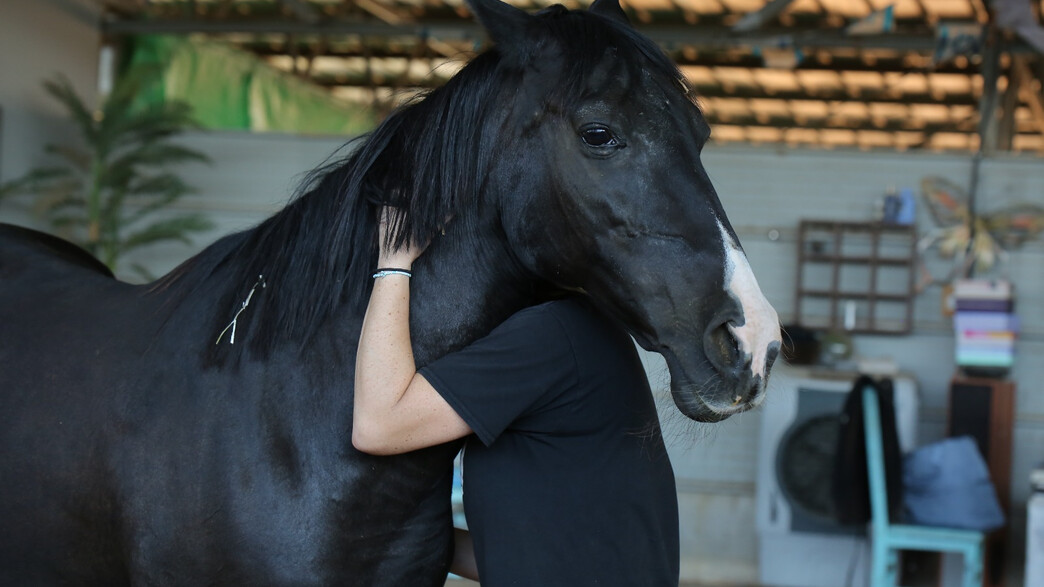 החווה של אנטה החווה של אנטה