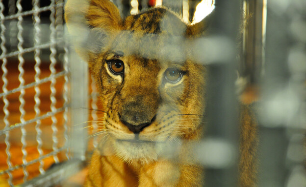 גור אריות בכלוב (צילום: vanchai tan, shutterstock)