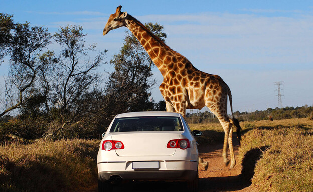 מכונית וג'ירפה בדרום אפריקה (צילום: Anke van Wyk, shutterstock)
