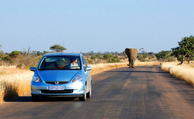 nמכונית ופיל דרום אפריקה (צילום: meunierd, shutterstock)