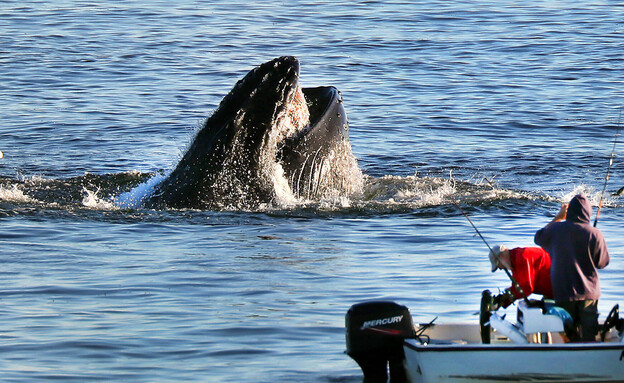 לווייתן גדול-סנפיר (צילום: Boston Globe, Getty images)