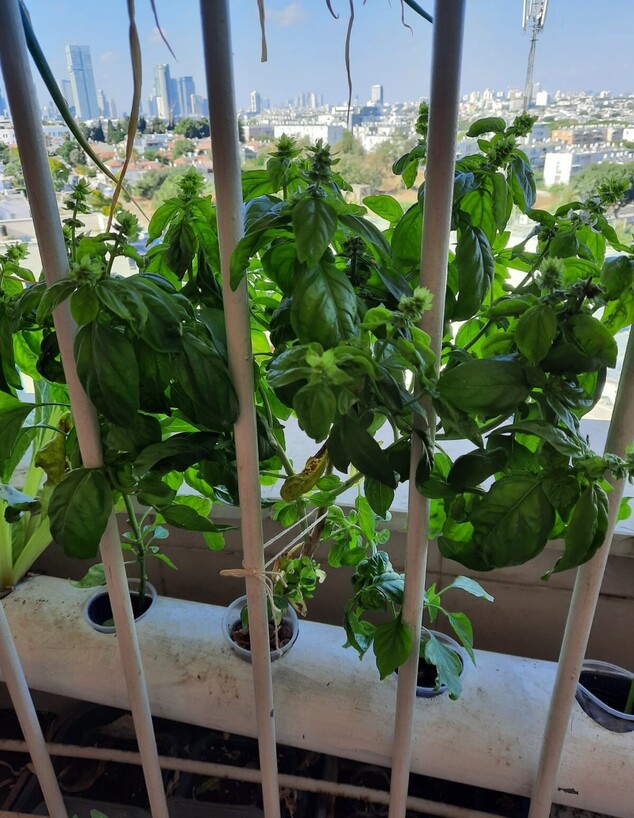 לגדל ירקות לסלט במרפסת (צילום: מיכל פפלבוים)