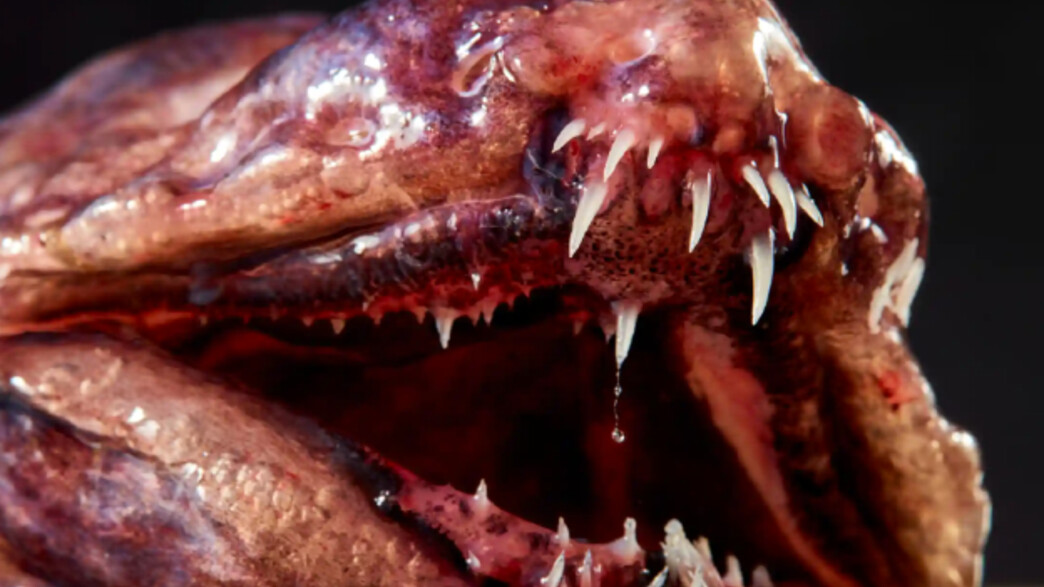 בעלי חיים מוזרים שנמצאו באוקיינוס ההודי