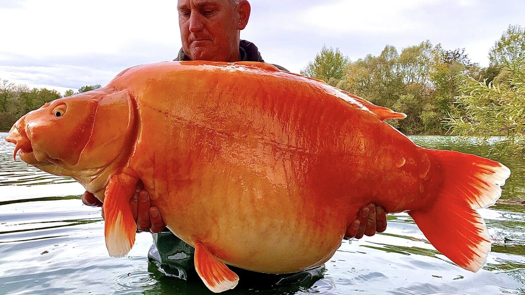 תפס את דג הזהב הגדול בעולם, אחרי מאבק של 25 דקות (צילום: Bluewater Lakes, מתוך הרשתות החברתיות לפי סעיף 27א' לחוק זכויות יוצרים)