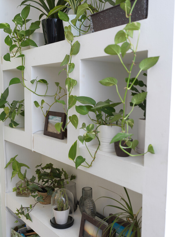 הדירה של עדן ענבר- צמחים (צילום: טל גבעוני)