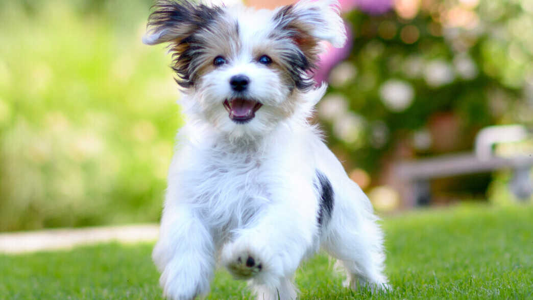 יום אימוץ - הפניקס 5