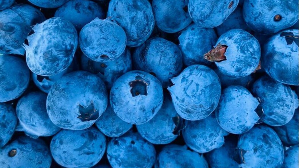 אוכמניות ישראליות