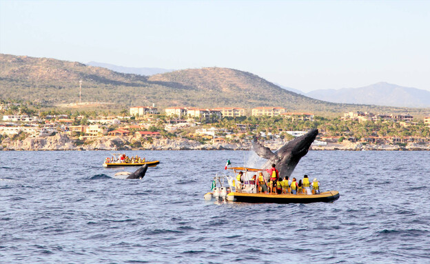 תיירים צופים בלווייתן לוס קאבוס מקסיקו  (צילום: gary718, shutterstock)