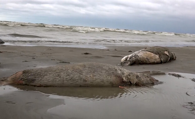 אלפי כלבי ים מתו בים הכספי (צילום: AP)