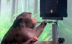 קוף בניסוי של מאסק  (צילום: יוטיוב )
