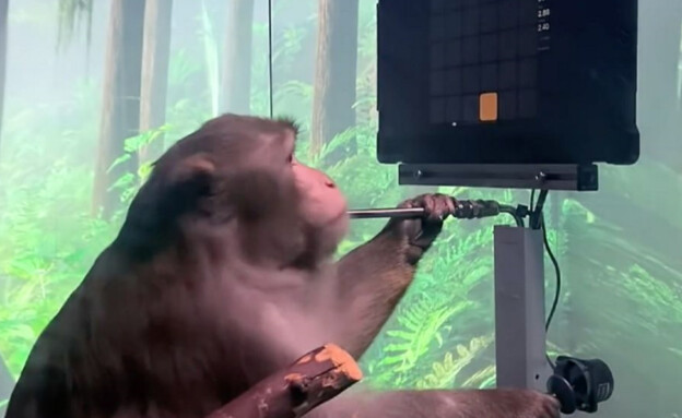 קוף בניסוי של מאסק  (צילום: יוטיוב )