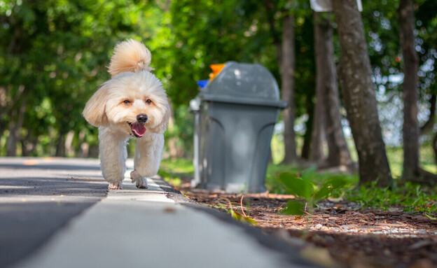 מיחזור על הדרך בטיול עם הכלב  (צילום: Sarawut sriphakdee, shutterstock)