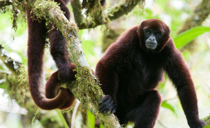קוף צמרן צהוב זנב  (צילום: NPC-peru)