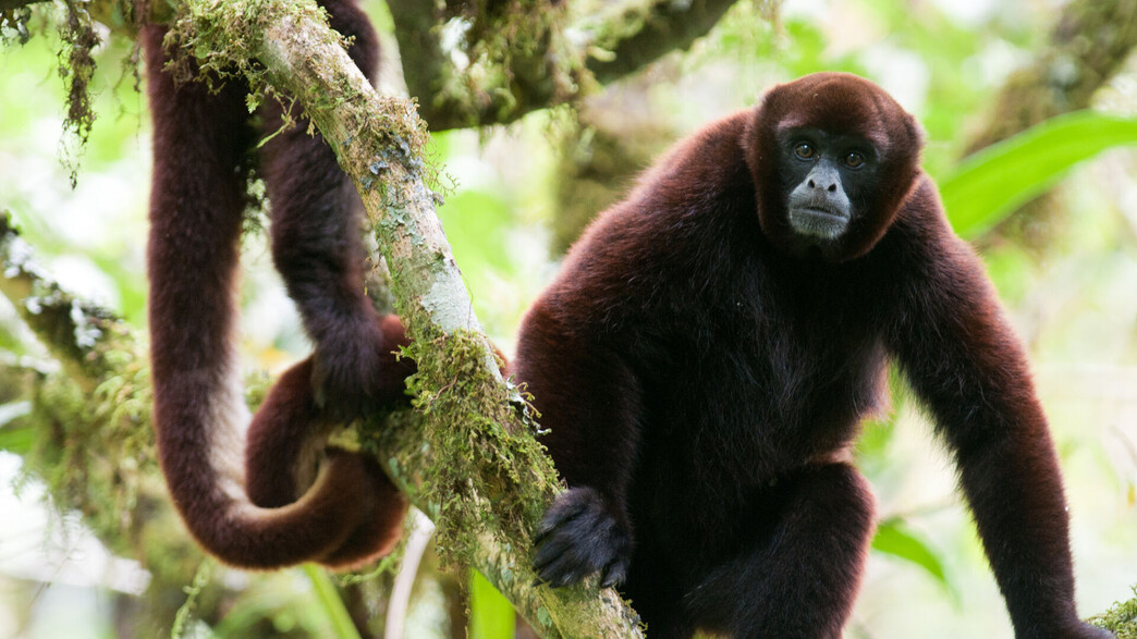 קוף צמרן צהוב זנב  (צילום: NPC-peru)