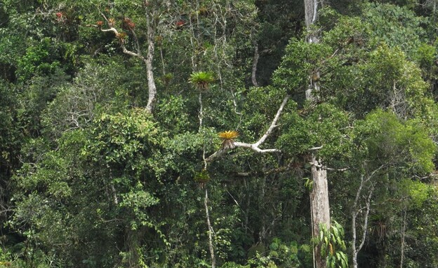 הארגון שקונה שטחים והופך אותן לשמורות טבע (צילום: NPC-peru)