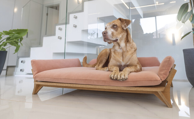 יום העיצוב הישראלי, 19-HOS'A Pet Furniture- ספת עץ לכלב.  (צילום: מאיה גור)
