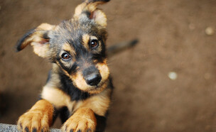 פורינה - כלב (צילום: Monika Chodak, shutterstock)