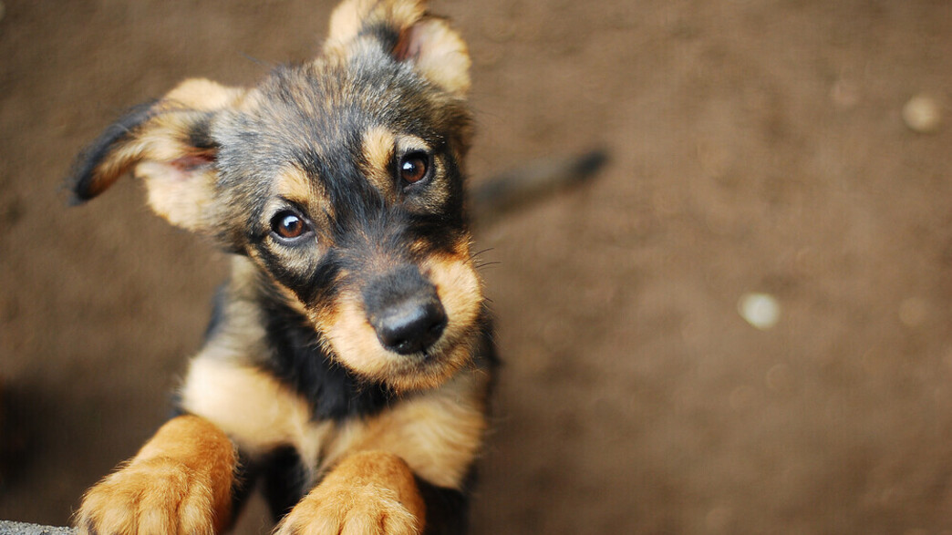 פורינה - כלב פורינה - כלב