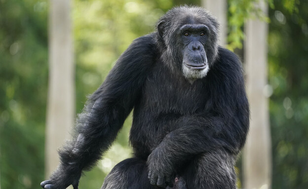 שימפנזה (צילום: AP)