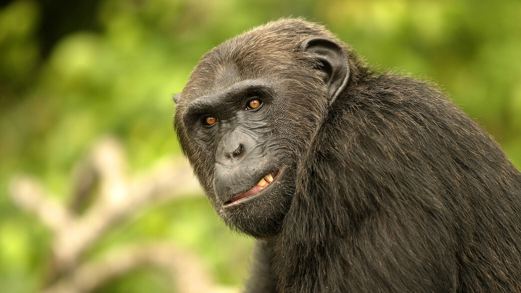 שימפנזה