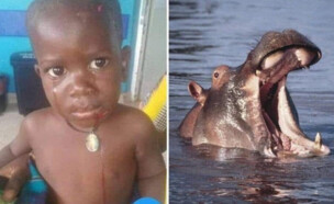 בן שנתיים נבלע על ידי היפופוטם באוגנדה (צילום: מתוך הרשתות החברתיות לפי סעיף 27א' לחוק זכויות יוצרים)