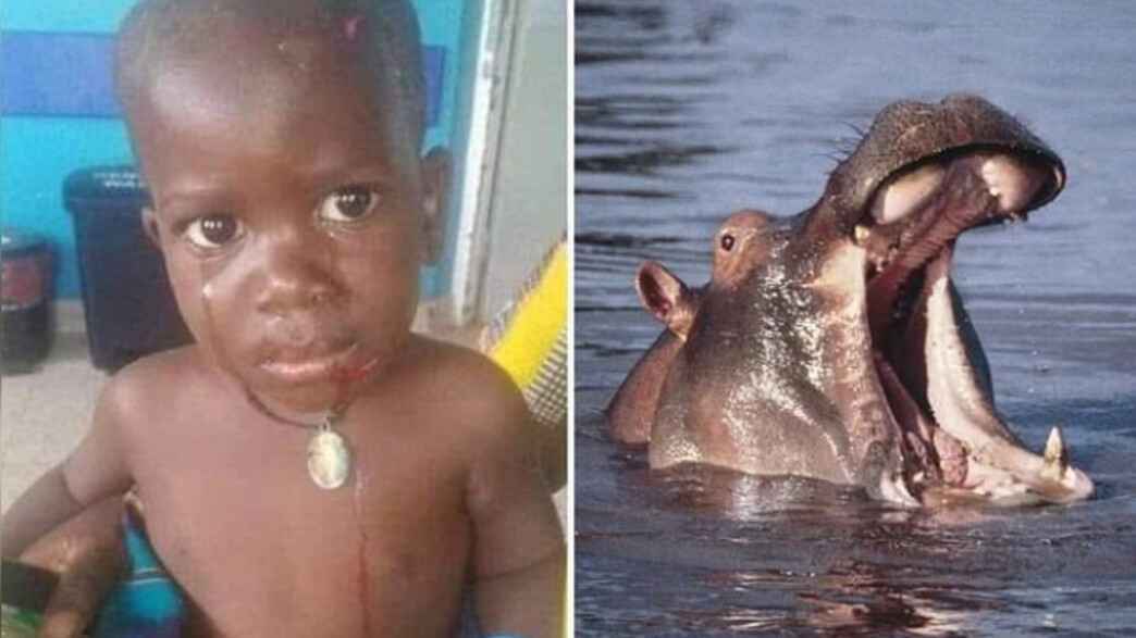 בן שנתיים נבלע על ידי היפופוטם באוגנדה (צילום: מתוך הרשתות החברתיות לפי סעיף 27א' לחוק זכויות יוצרים)