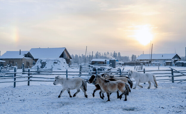  אוימיאקון רוסיה סוסים (צילום: Alexandra Kovaleva, shutterstock)
