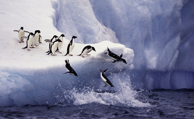 פינגוינים באנטארקטיקה  (צילום: Keith Szafranski, Getty Images)