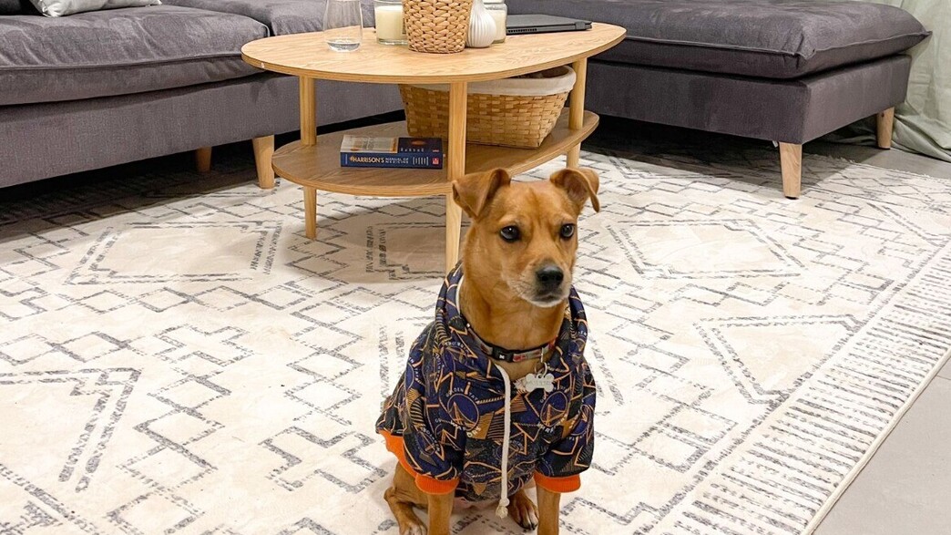 קרפטים שטיחים 1 