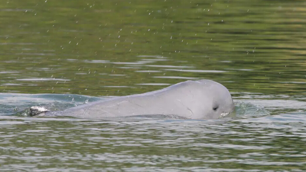 דולפין איראוואדי דולפין איראוואדי