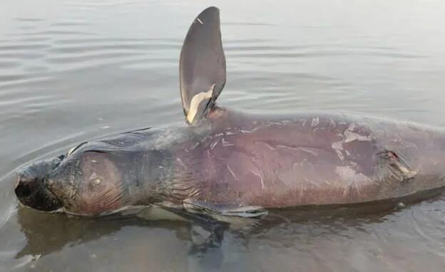 גופת דולפין איראוואדי בקמבודיה (צילום: AP)