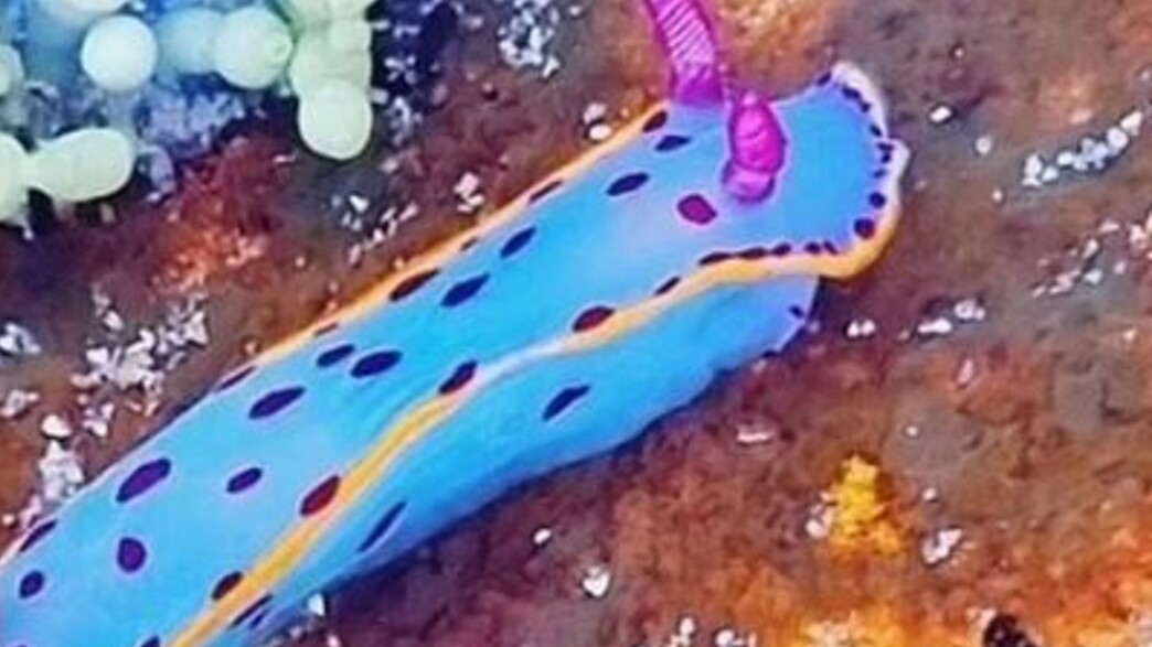 חשופית ים חשופית ים