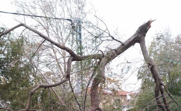 עץ שקרס במסילת ציון על הרשת (צילום: חברת החשמל)