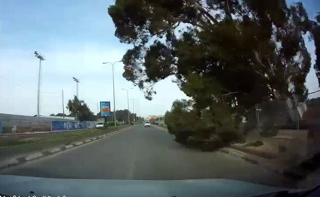 נפילת עץ על מכונית