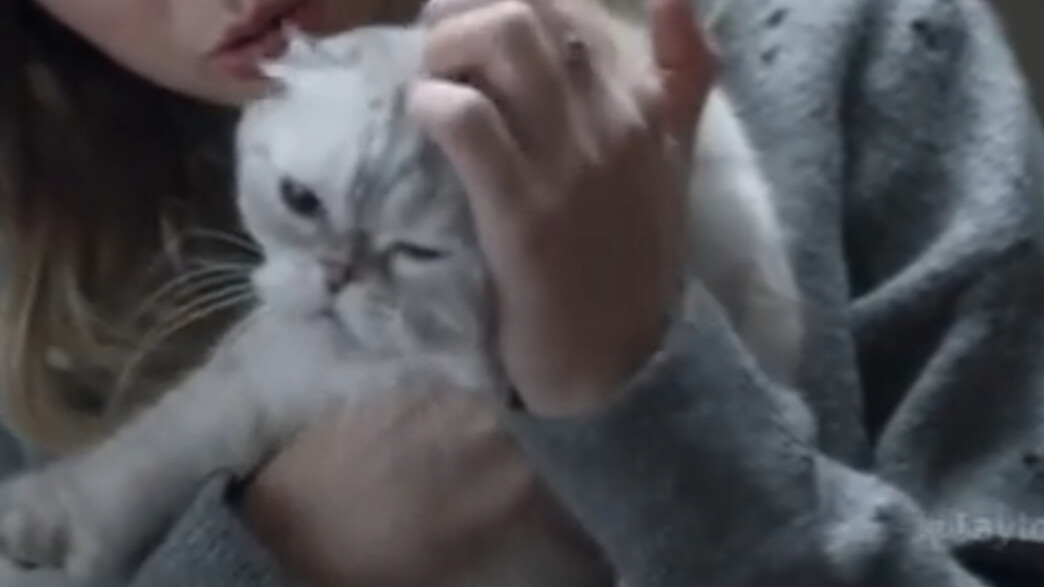 החתולה של טיילור סוויפט החתולה של טיילור סוויפט