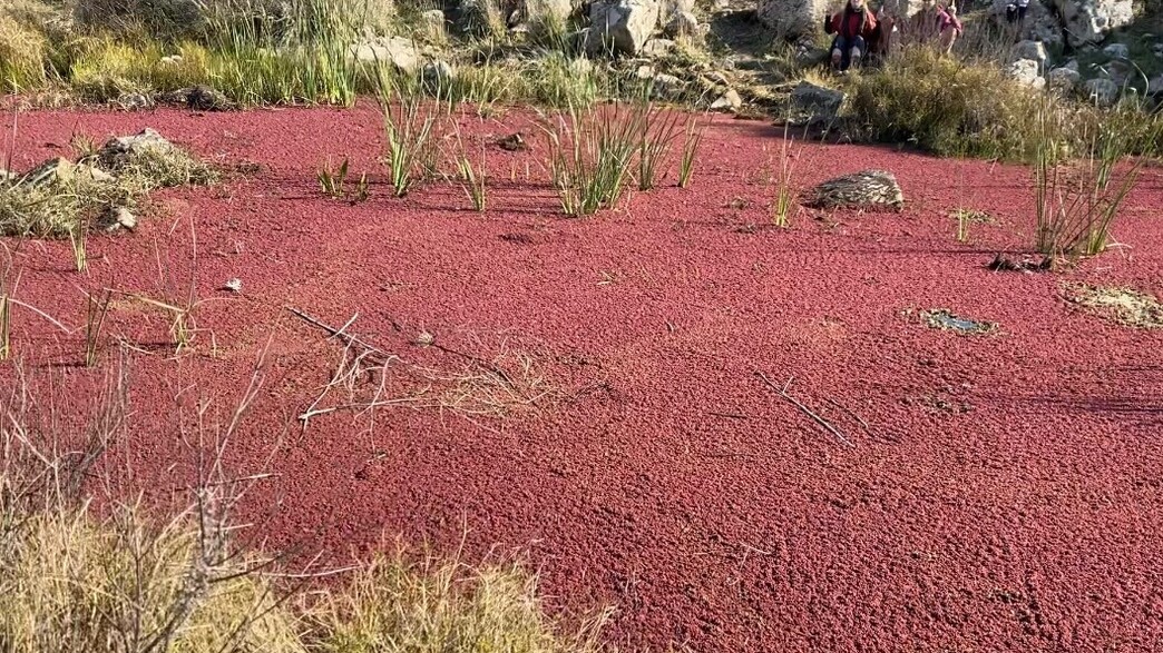 נחל אל על נצבע אדום