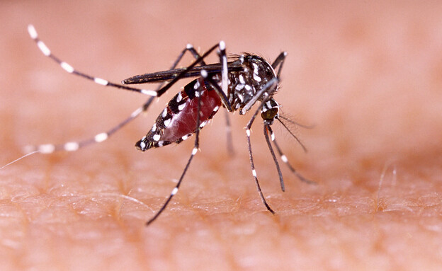 יתושי הדנגי, Aedes aegypti mosquitoes (צילום: Tacio Philip Sansonovski, shutterstock)