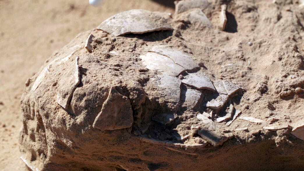 ביצי יען בנות אלפי שנים אותרו בחפירה בחולות ניצנה