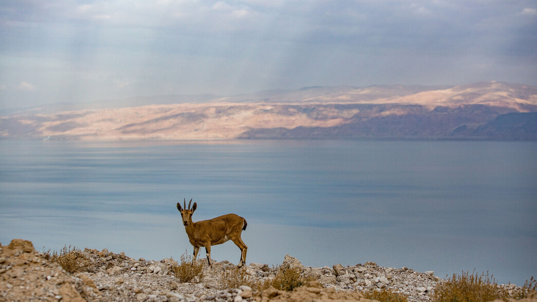 ים המלח ים המלח
