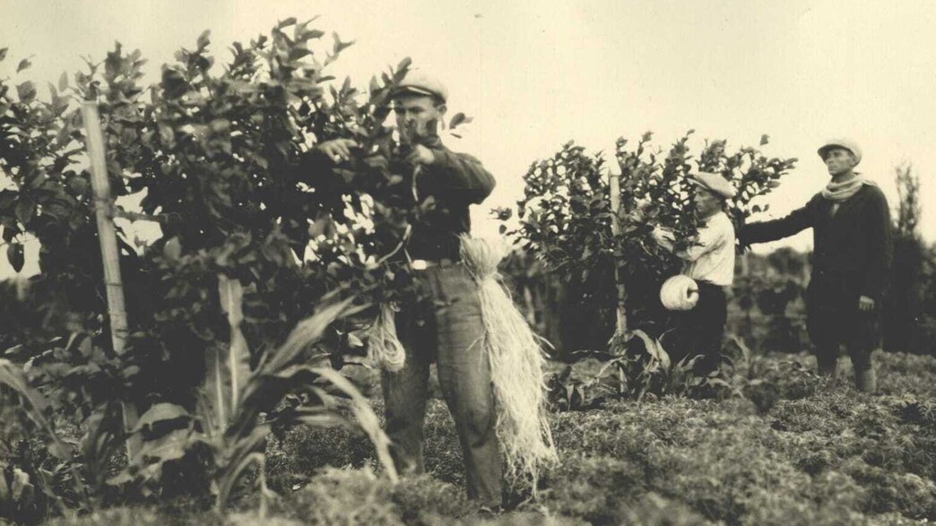 ט"ו בשבט - ימי ראשית נתניה ט"ו בשבט - ימי ראשית נתניה