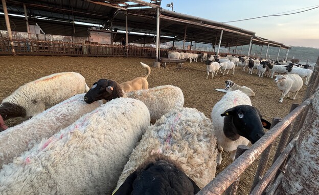 כבשים חוות הר שמש (צילום: דניאל ארזי)