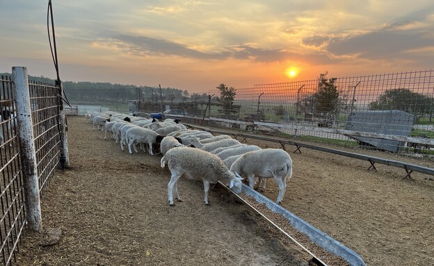 חוות הר שמש (צילום: דניאל ארזי)