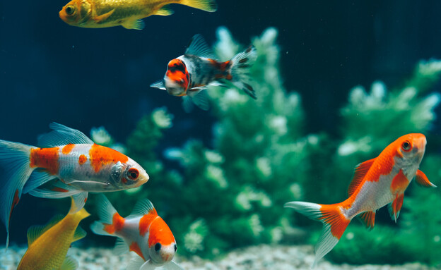 דגים באקווריום אילוסטרציה (צילום: Shutterstock)