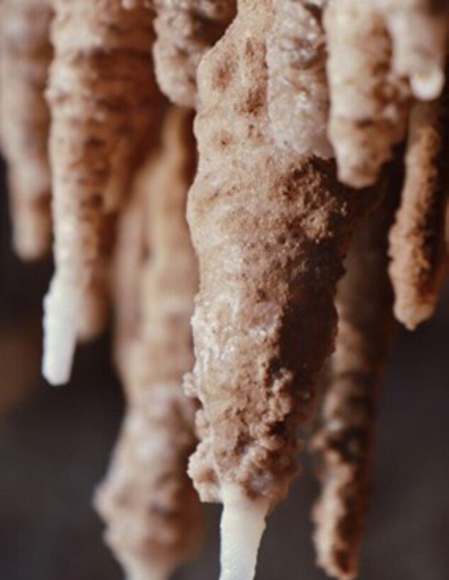 בולענים ופטריות בים המלח (צילום: טל-זהרה לביא)