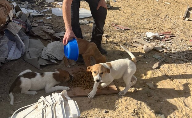 כלבים נטושים בנגב (צילום: עמותת ערד לחי)