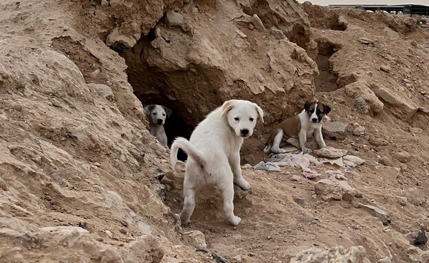 כלבים נטושים בנגב (צילום: עמותת ערד לחי)