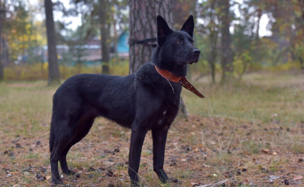 כלבים נטושים כלבים נטושים