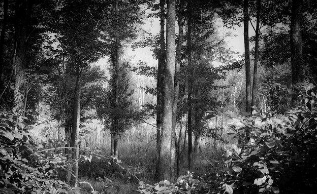 היער השחור, צילום של יהודית סספורטס (צילום: יהודית סספורטס)